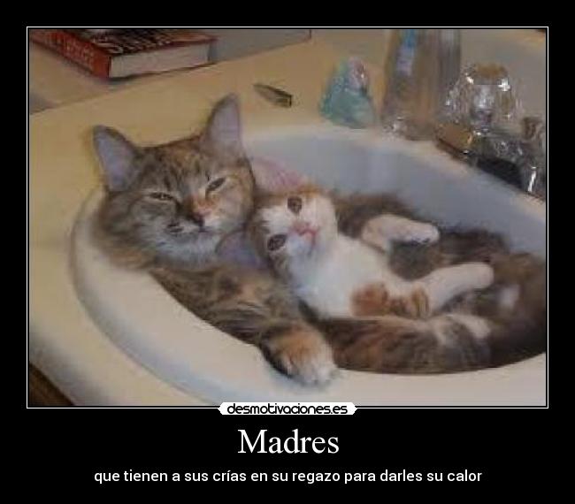 Madres - que tienen a sus crías en su regazo para darles su calor