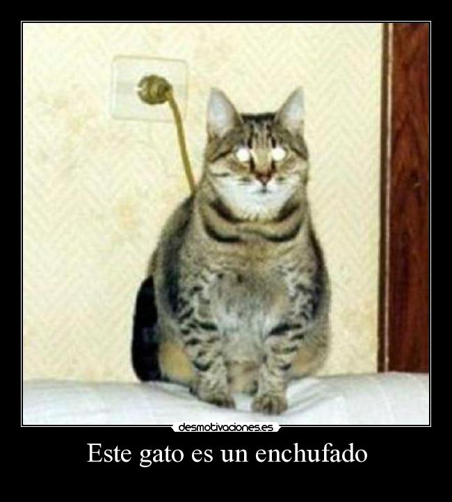 Este gato es un enchufado -