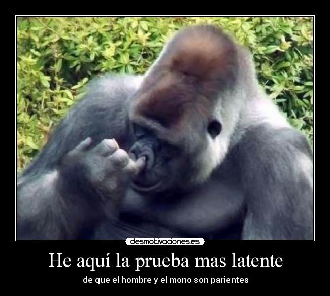 He aquí la prueba mas latente -