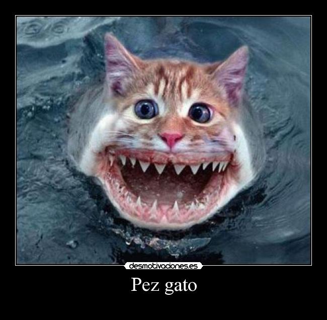 Pez gato -
