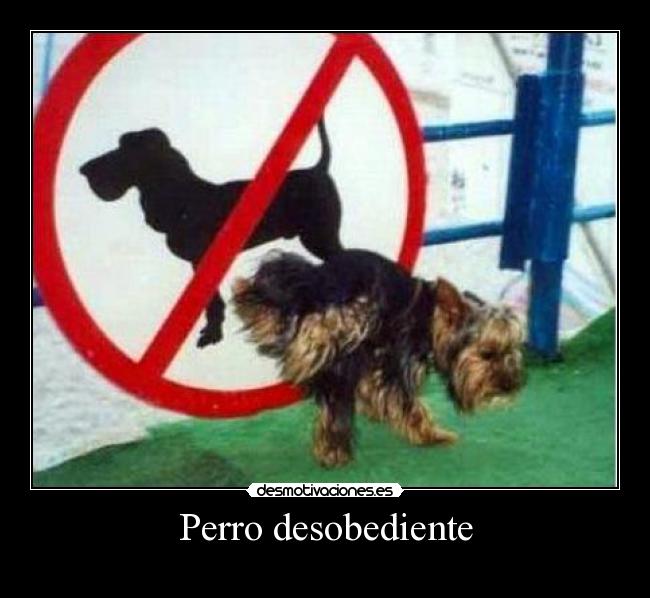 Perro desobediente -