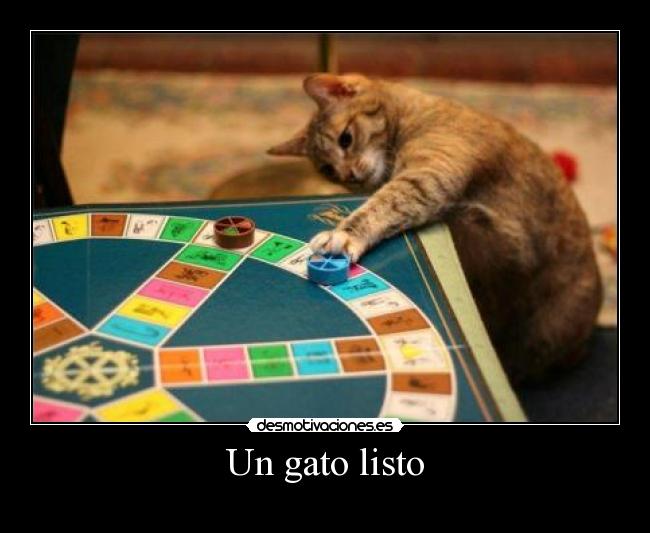 Un gato listo - 