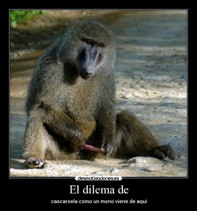 El dilema de - cascarsela como un mono viene de aqui