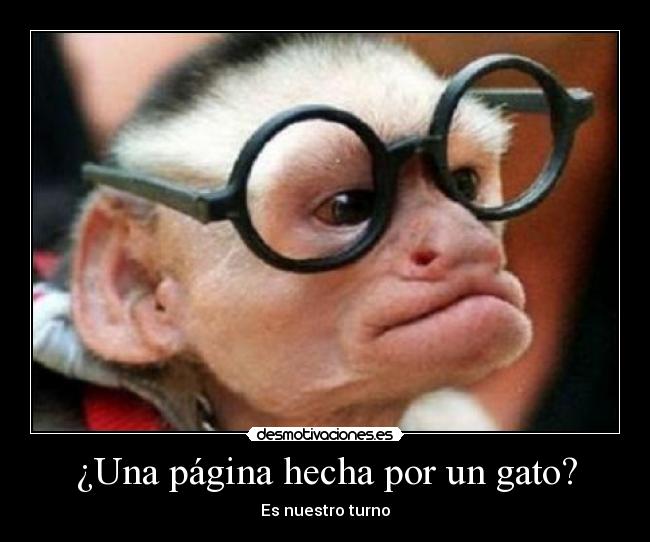 ¿Una página hecha por un gato? - Es nuestro turno
