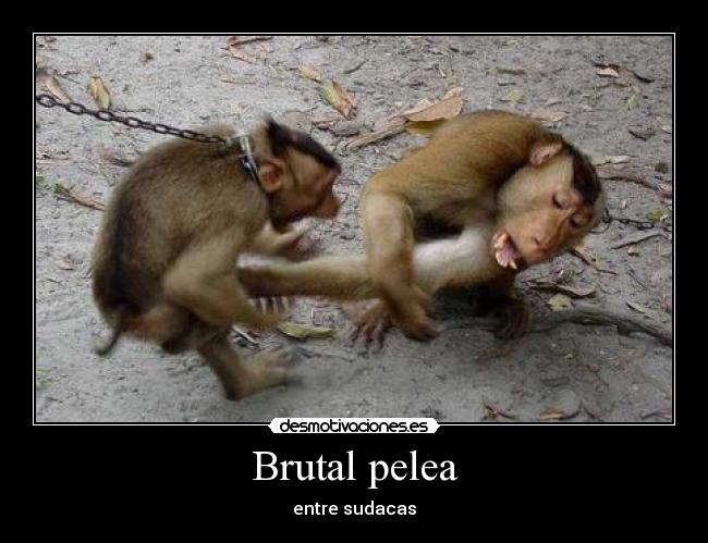 Brutal pelea - 