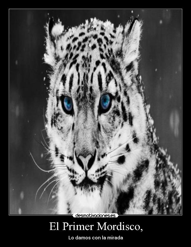 El Primer Mordisco, - Lo damos con la mirada