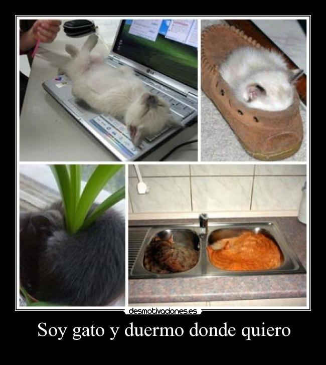 carteles gatos desmotivaciones