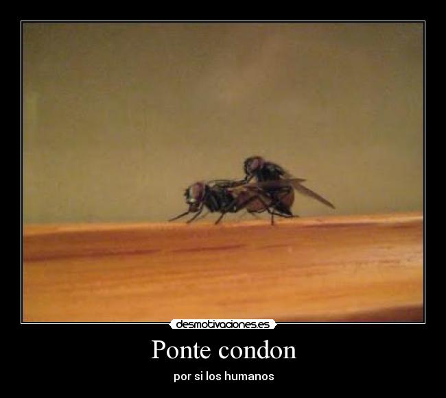 carteles condones desmotivaciones