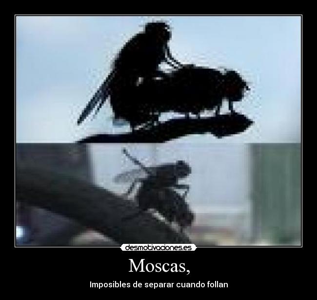 carteles moscas desmotivaciones