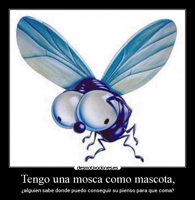 Tengo una mosca como mascota, - 