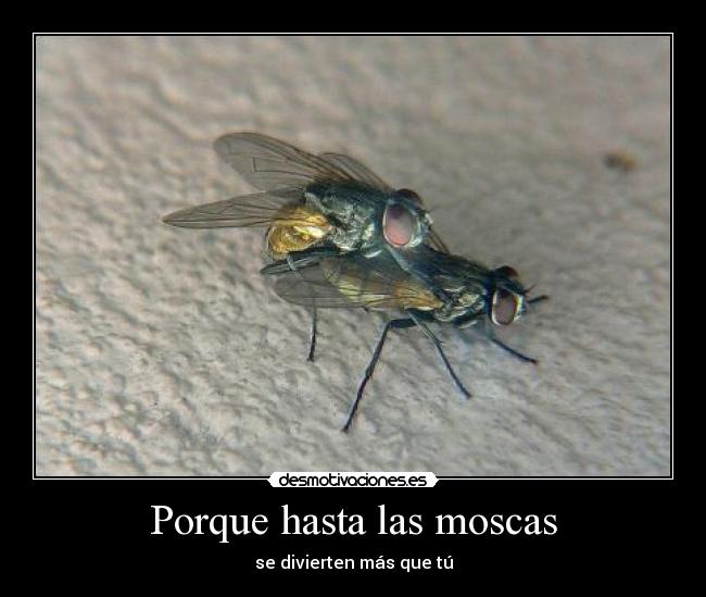 Porque hasta las moscas - 