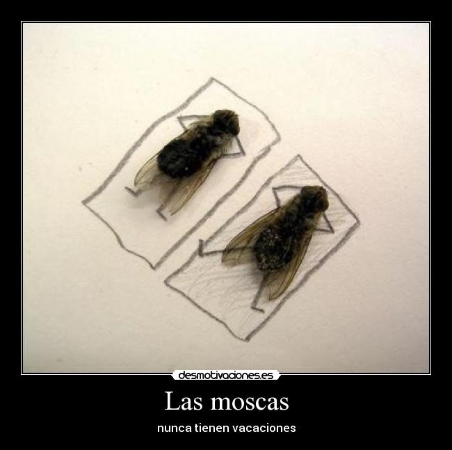 Las moscas - nunca tienen vacaciones