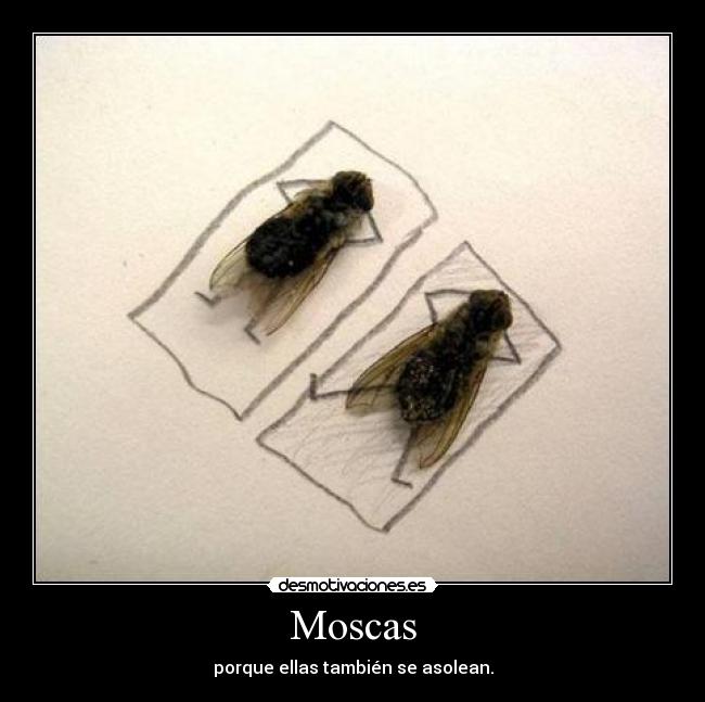 Moscas - porque ellas también se asolean.