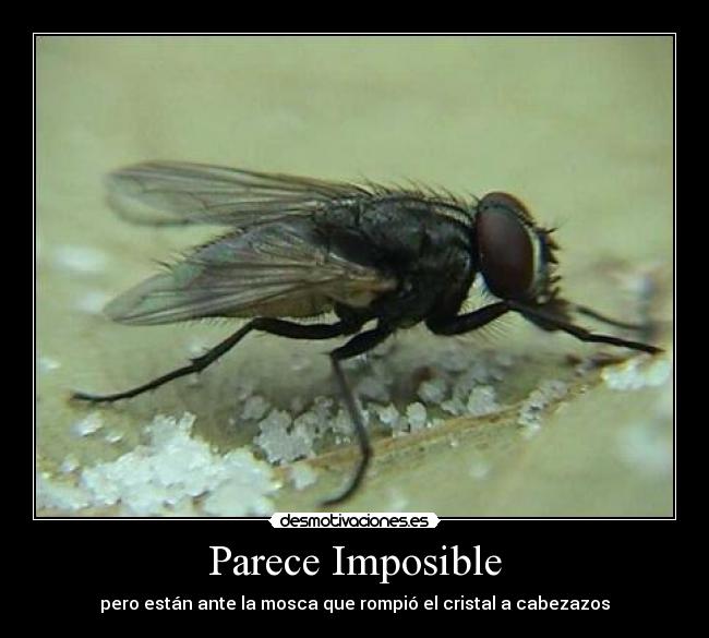 Parece Imposible -