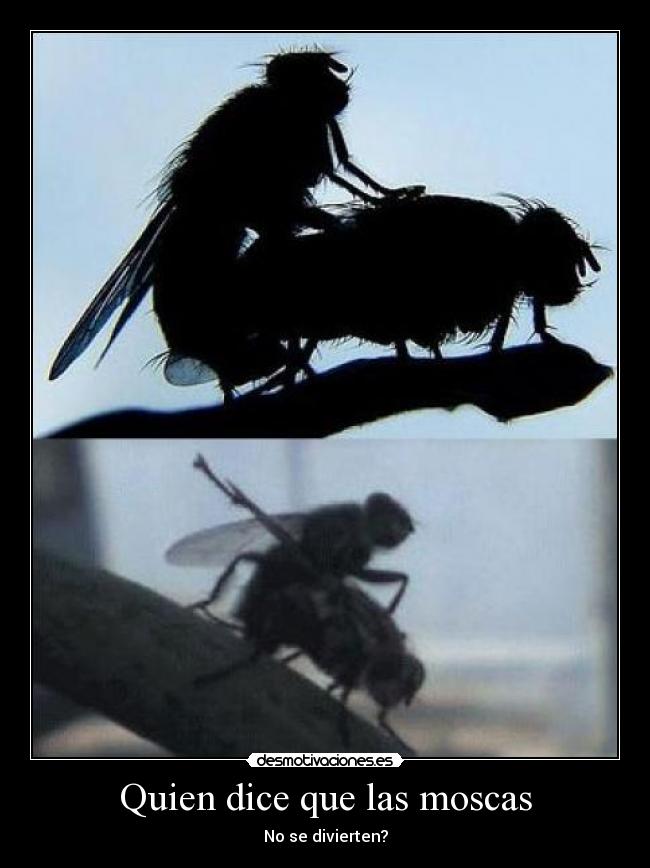 Quien dice que las moscas - No se divierten?