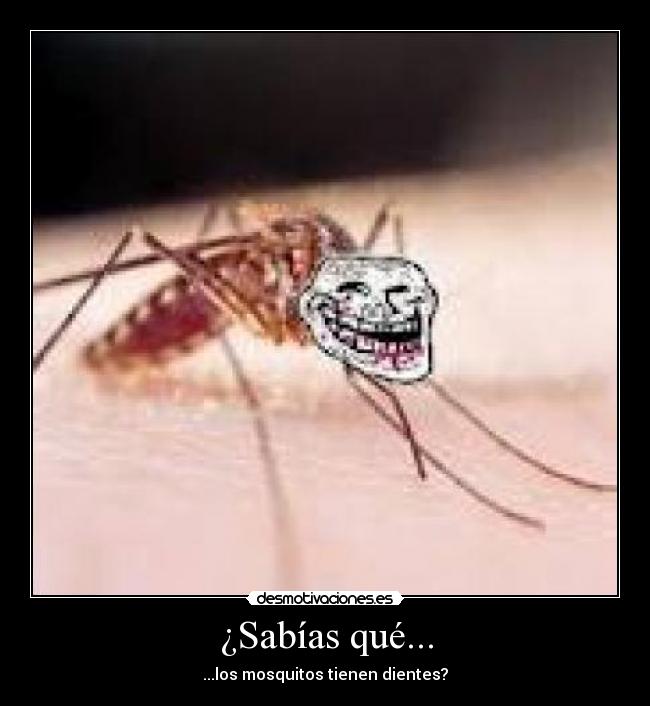 ¿Sabías qué... - ...los mosquitos tienen dientes?