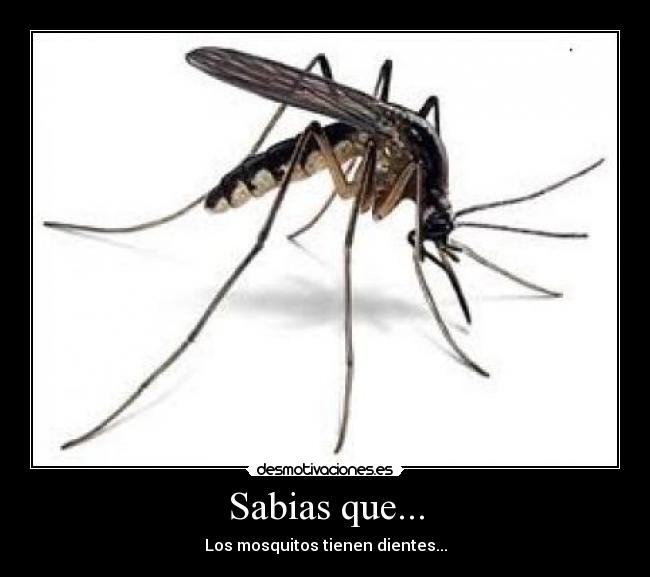 Sabias que... - Los mosquitos tienen dientes...