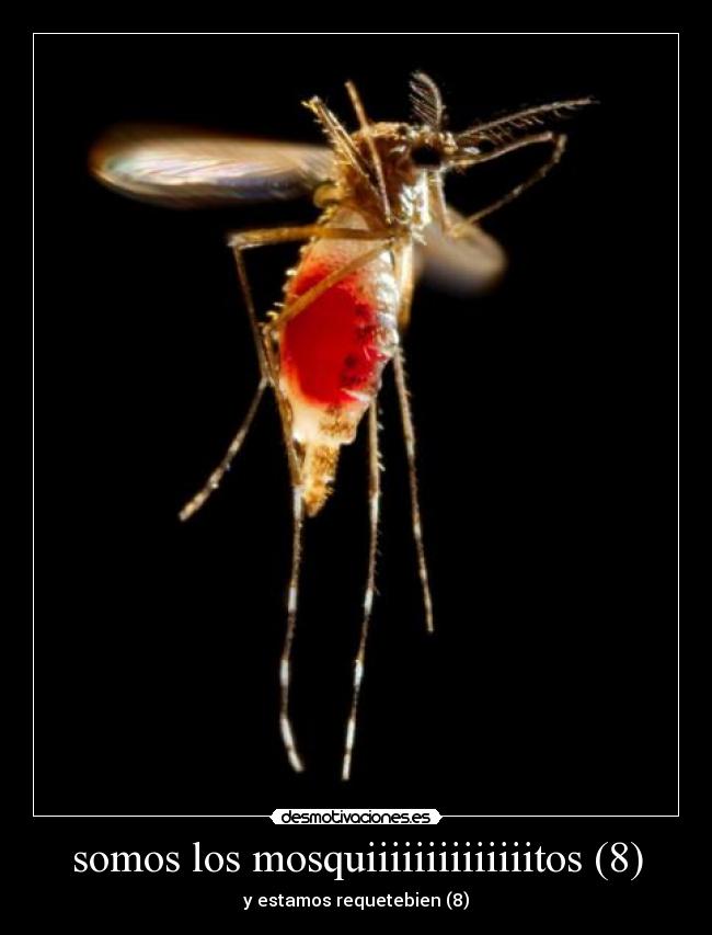 carteles mosquitos requetebien desmotivaciones