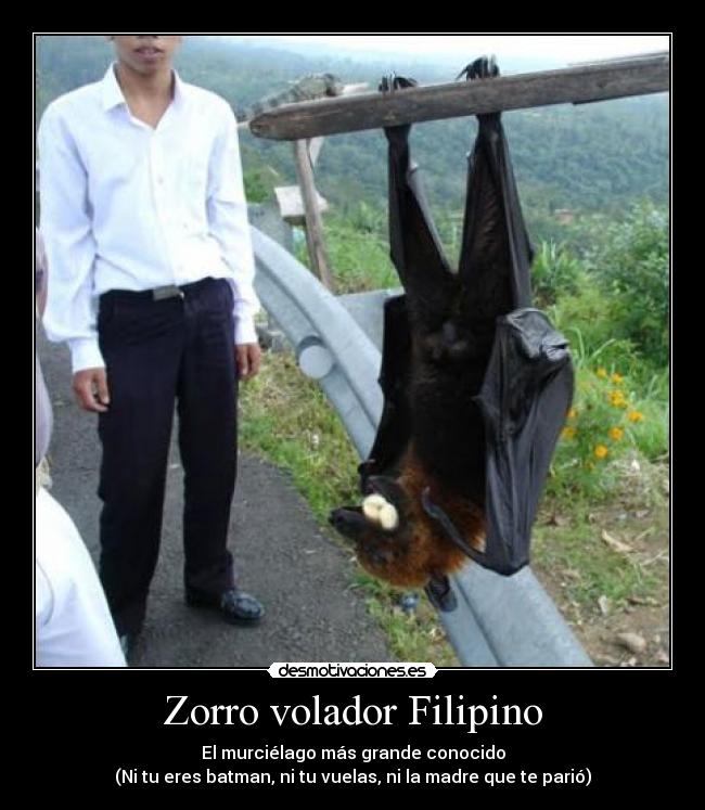 Zorro volador Filipino - 