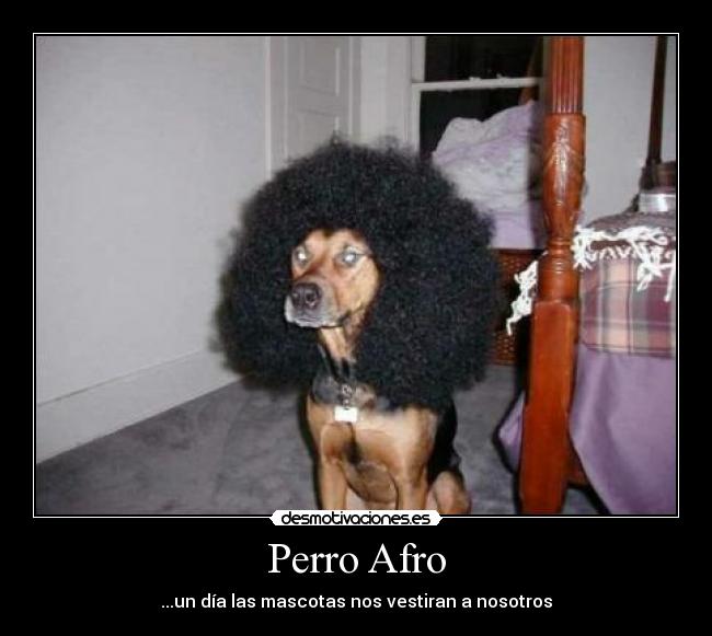 Perro Afro -