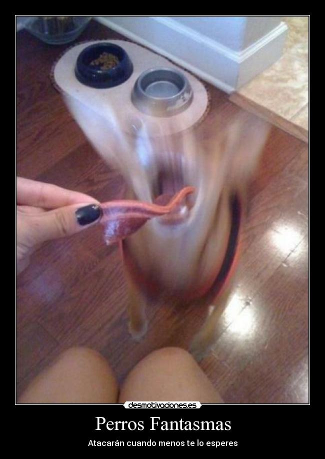 Perros Fantasmas - Atacarán cuando menos te lo esperes