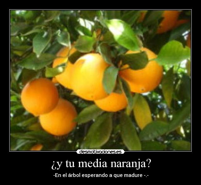 ¿y tu media naranja? - -En el árbol esperando a que madure -.-