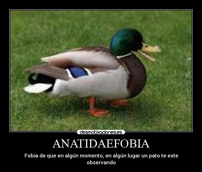 ANATIDAEFOBIA - 
