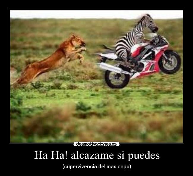 Ha Ha! alcazame si puedes - (supervivencia del mas capo)