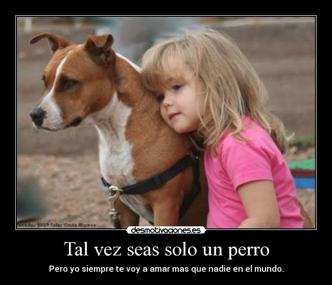 Tal vez seas solo un perro - 