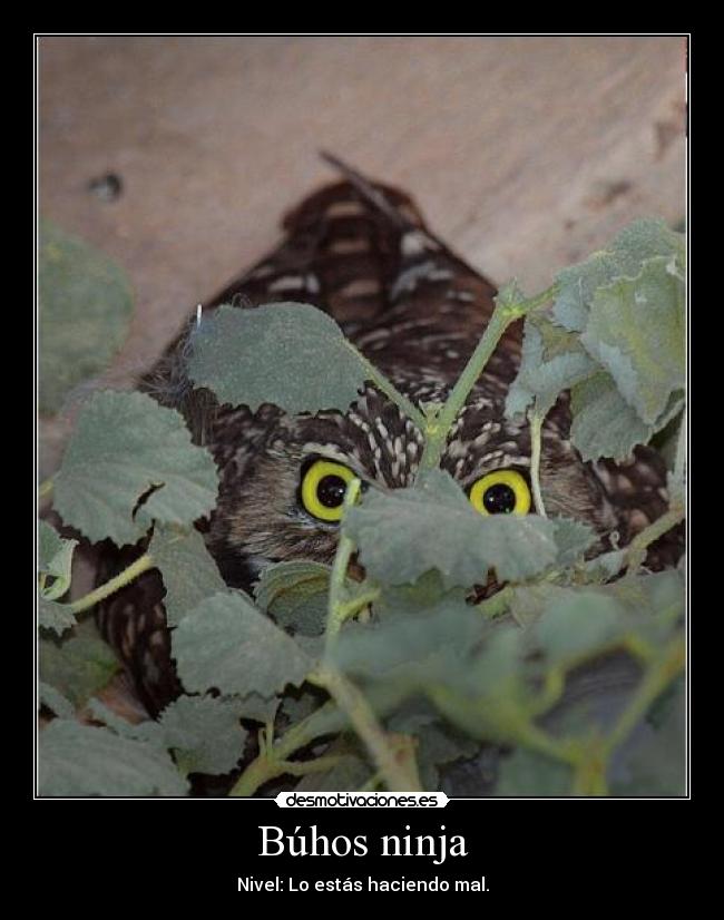 Búhos ninja - Nivel: Lo estás haciendo mal.