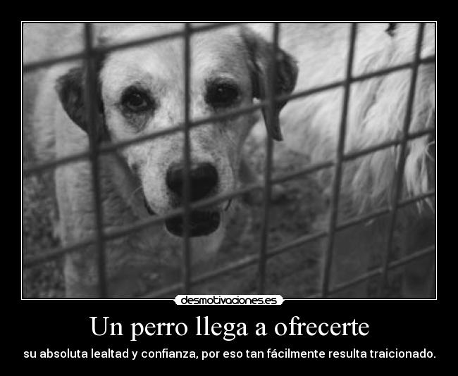 Un perro llega a ofrecerte - 