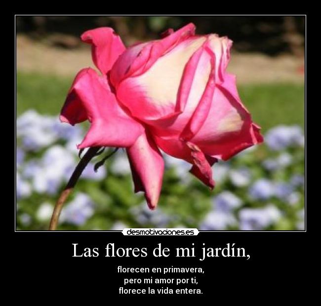 Las flores de mi jardín, - florecen en primavera,
pero mi amor por ti,
florece la vida entera.