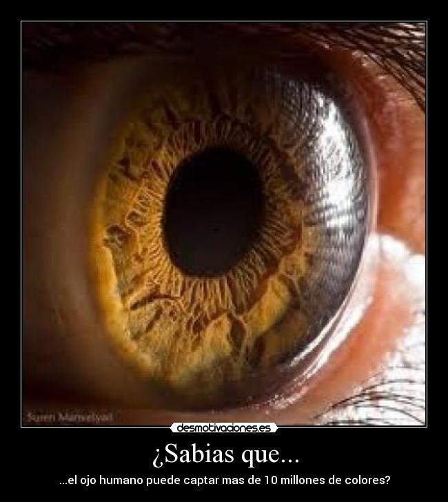 ¿Sabias que... -