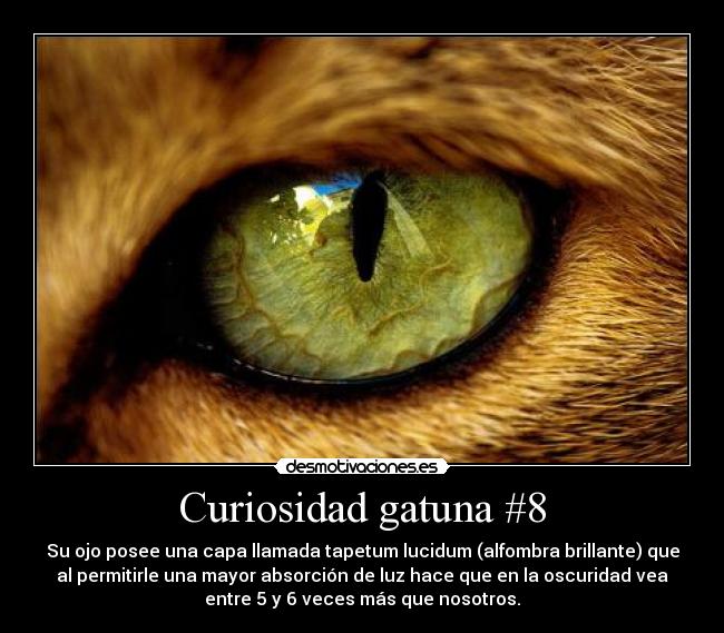 Curiosidad gatuna #8 - Su ojo posee una capa llamada tapetum lucidum (alfombra brillante) que
al permitirle una mayor absorción de luz hace que en la oscuridad vea
entre 5 y 6 veces más que nosotros.