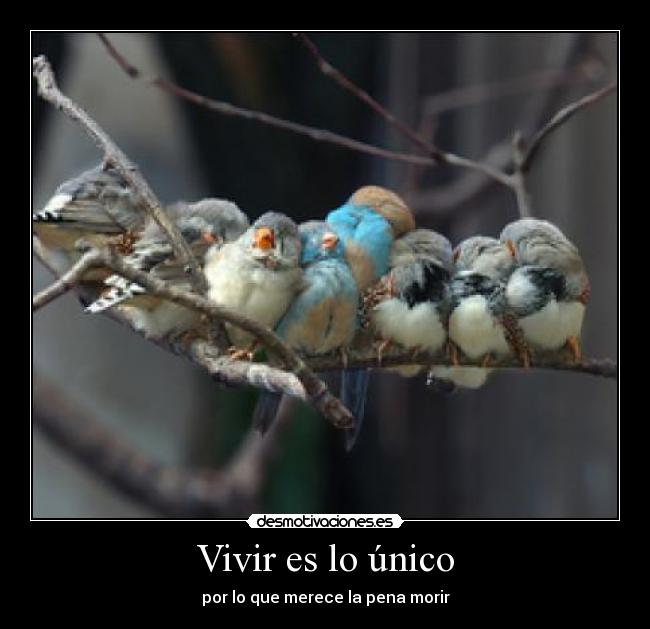Vivir es lo único - 