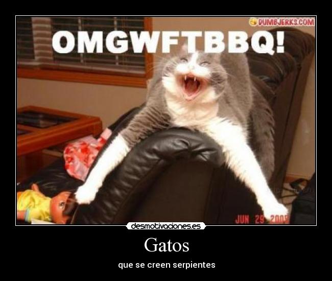 Gatos - 