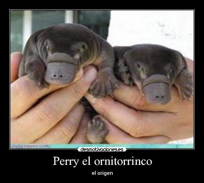 Perry el ornitorrinco - el origen