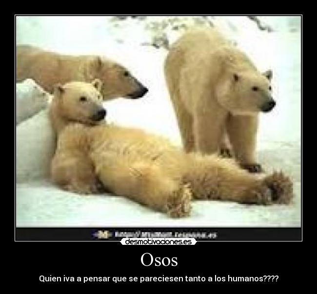 Osos - Quien iva a pensar que se pareciesen tanto a los humanos????