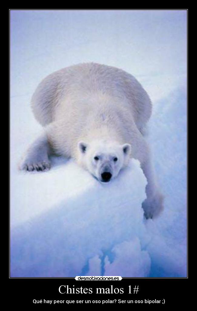 Chistes malos 1# - Qué hay peor que ser un oso polar? Ser un oso bipolar ;)