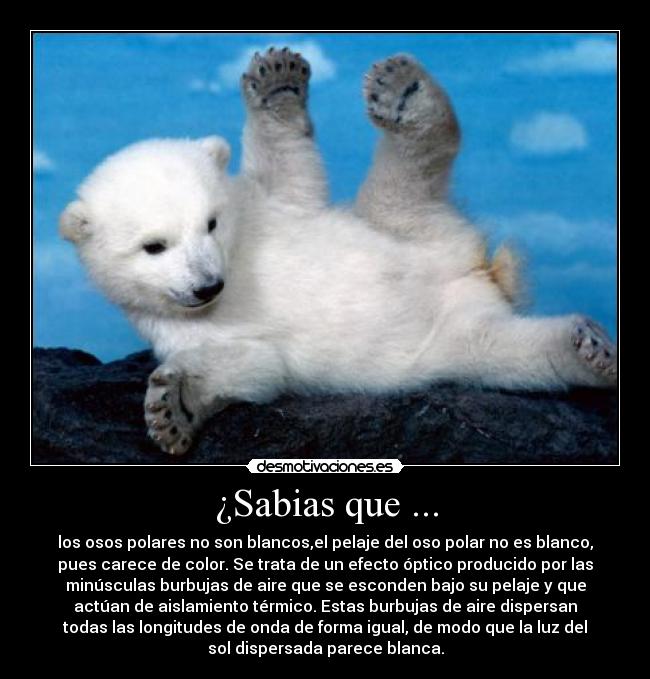 ¿Sabias que ... - los osos polares no son blancos,el pelaje del oso polar no es blanco,
pues carece de color. Se trata de un efecto óptico producido por las
minúsculas burbujas de aire que se esconden bajo su pelaje y que
actúan de aislamiento térmico. Estas burbujas de aire dispersan
todas las longitudes de onda de forma igual, de modo que la luz del
sol dispersada parece blanca.