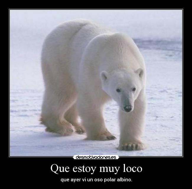 Que estoy muy loco - 