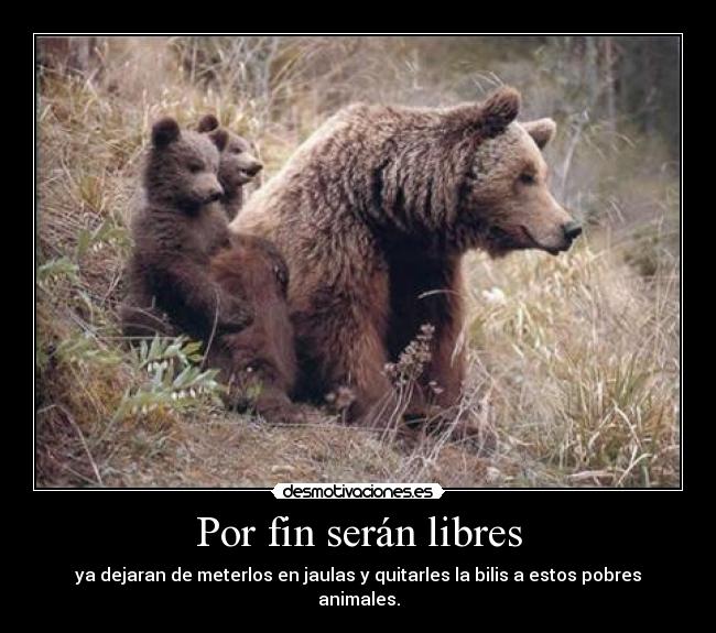 Por fin serán libres - ya dejaran de meterlos en jaulas y quitarles la bilis a estos pobres animales.