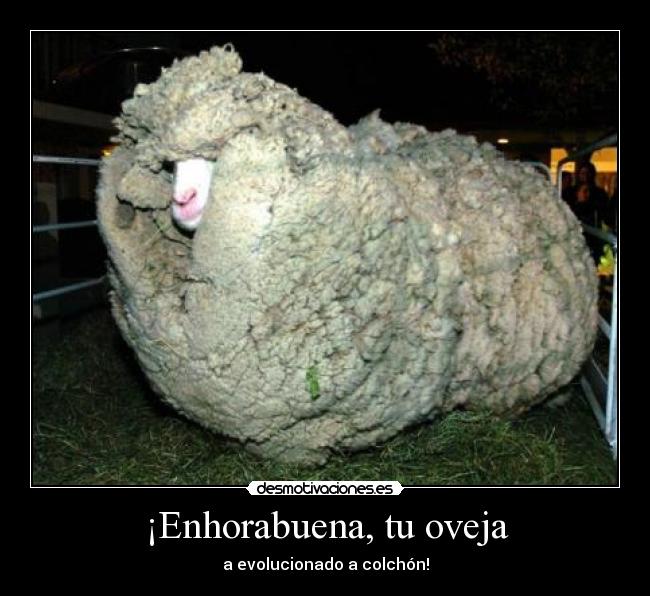 carteles aprendido siesta desmotivaciones