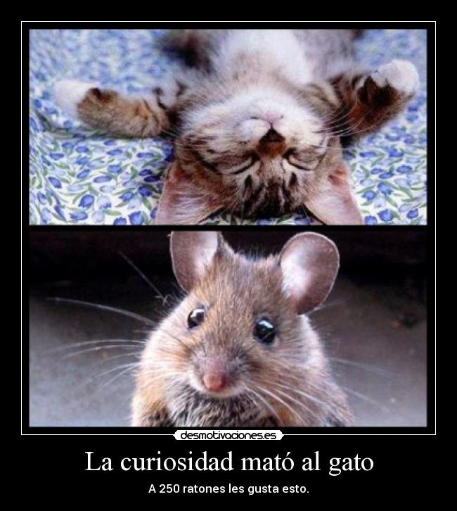La curiosidad mató al gato -