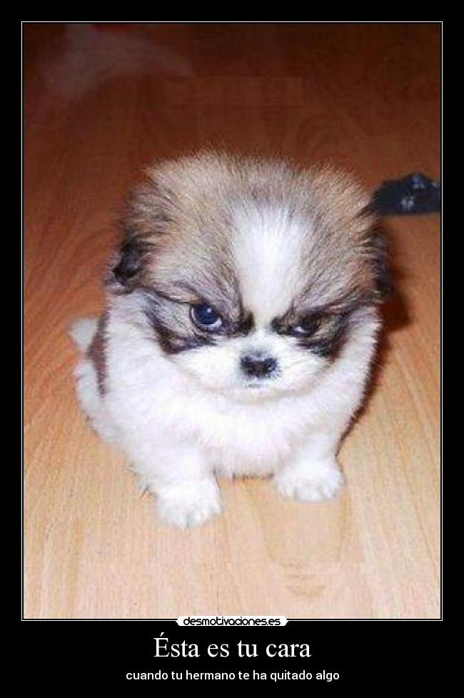Ésta es tu cara - cuando tu hermano te ha quitado algo