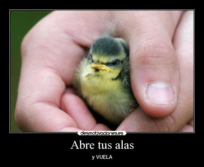 Abre tus alas -