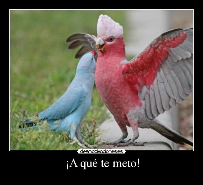¡A qué te meto! -