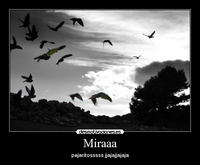 carteles hayyy cuantos pajarosss jaajaja desmotivaciones