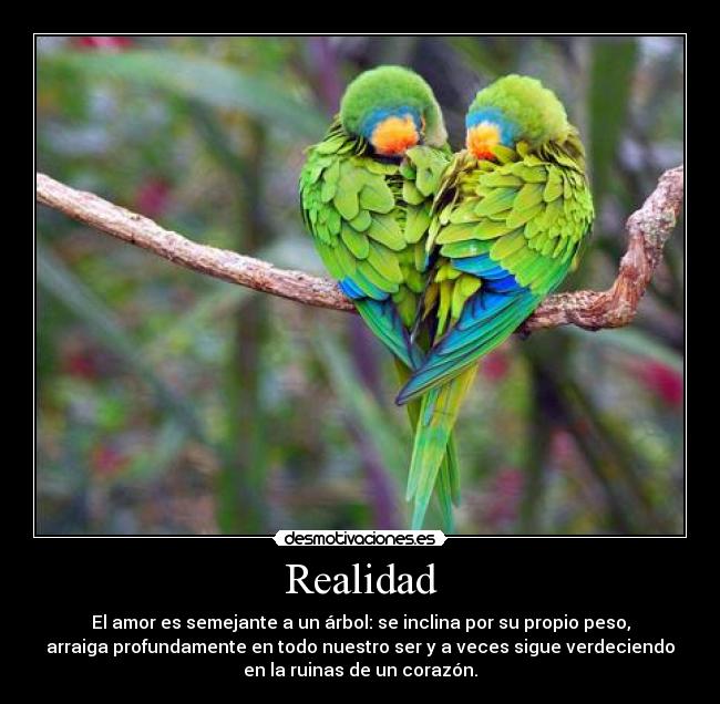 Realidad - El amor es semejante a un árbol: se inclina por su propio peso,
arraiga profundamente en todo nuestro ser y a veces sigue verdeciendo
en la ruinas de un corazón.