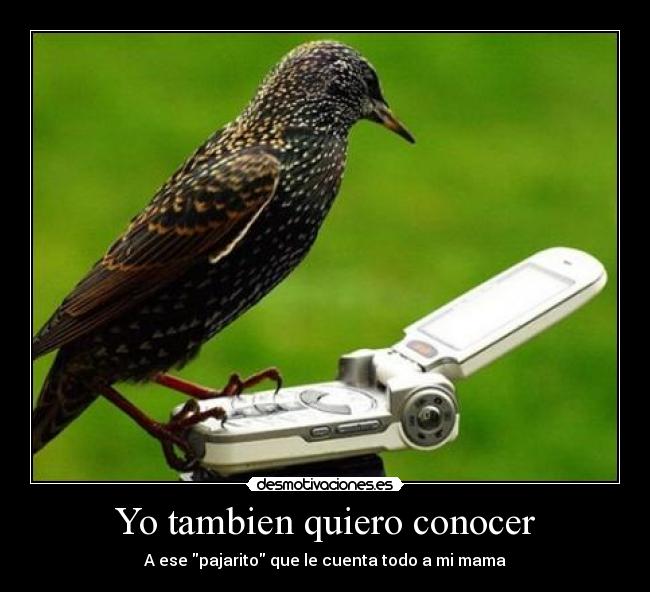 Yo tambien quiero conocer - A ese pajarito que le cuenta todo a mi mama